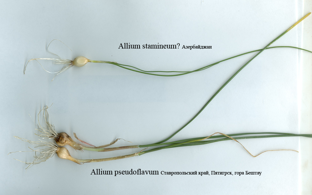 Allium-stamineum.jpg