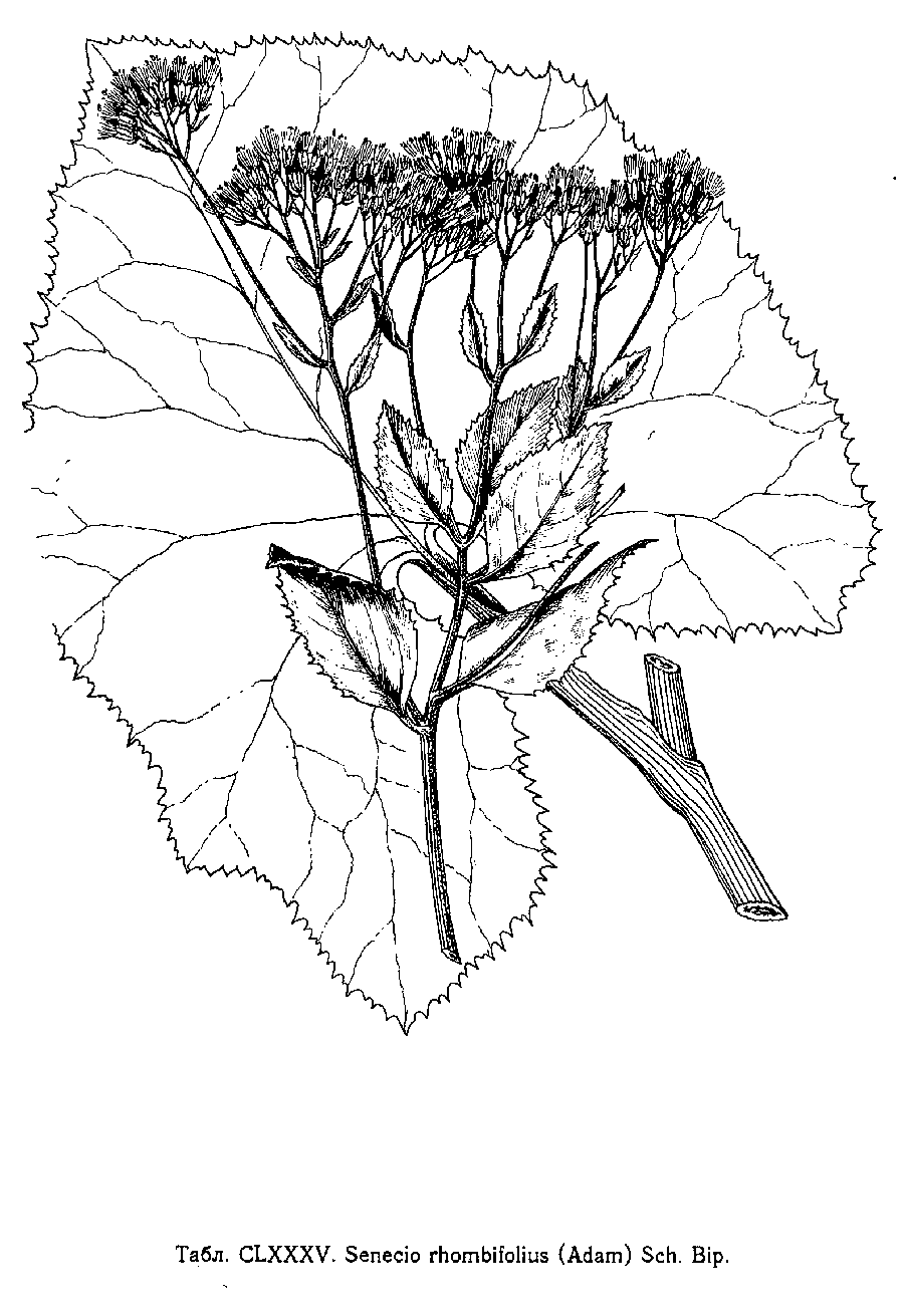 Caucasalia_macrophylla_5a.png
