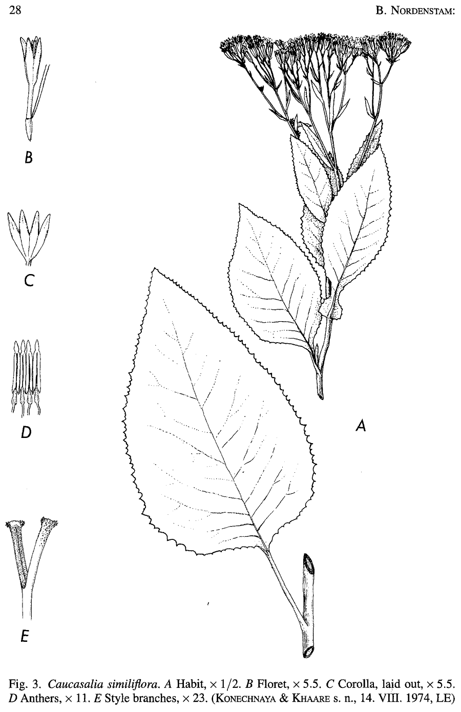 Caucasalia_similiflora_2a.png