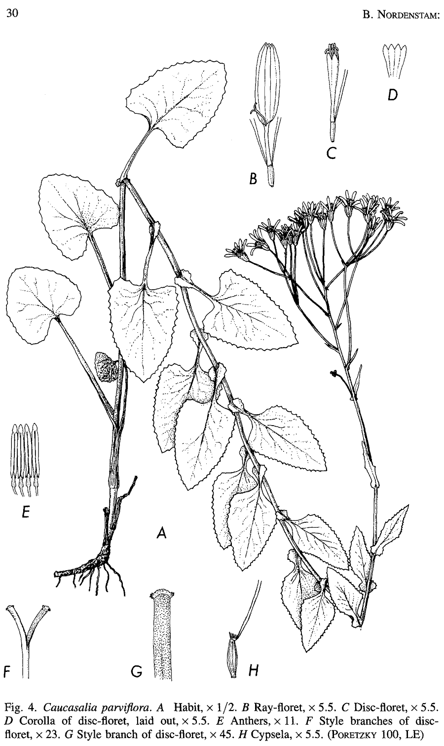 Caucasalia_parviflora_2a.png
