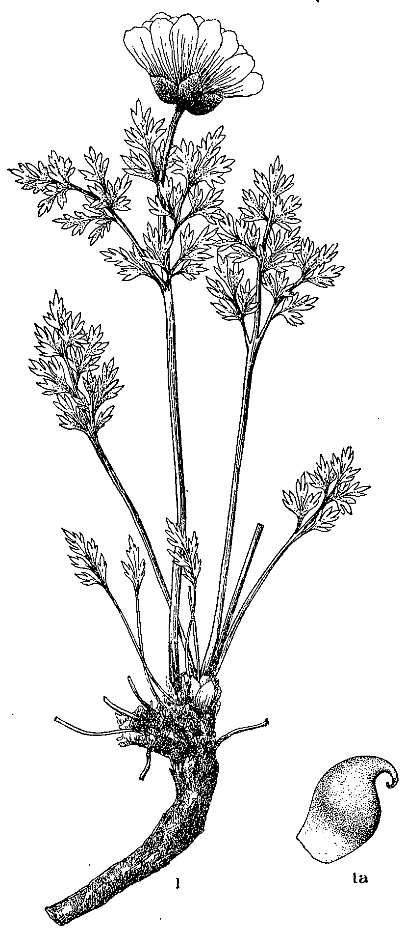 Adonis_chrysocyathus_2a.png
