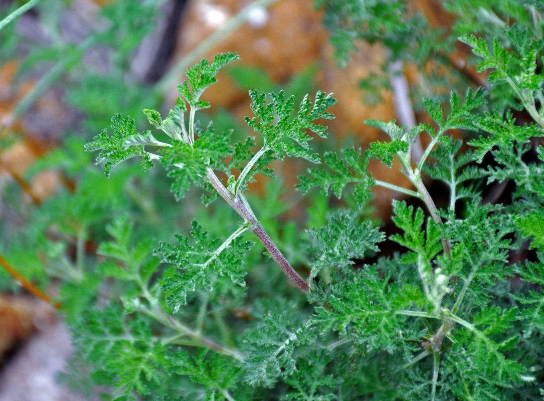 P_Artemisia sp. 45 (Алтай, долина р. Кызыл-Чин).JPG