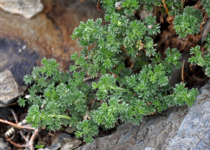 P_Artemisia sp. 53 (Алтай, Джангыс-Тобе).JPG