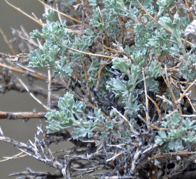 P_Artemisia sp. 57-1 (Алтай, долина р. Кызыл-Чин).JPG