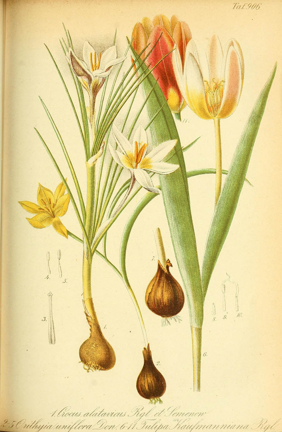 Tulipa_kaufmanniana_1a.jpg