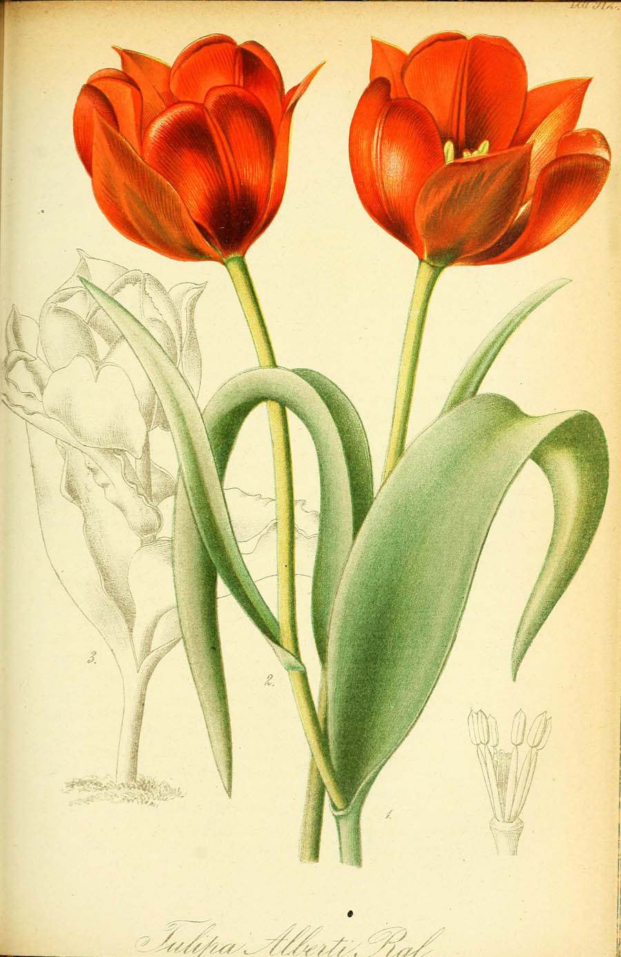 Tulipa_alberti_1a.jpg