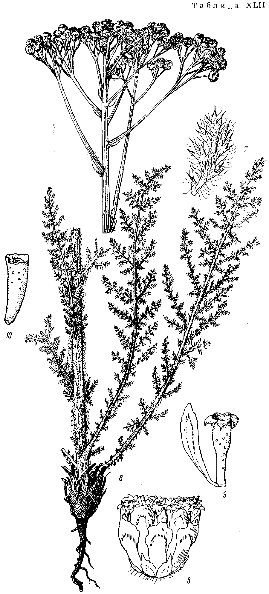 Handelia_trichophylla_1a.png