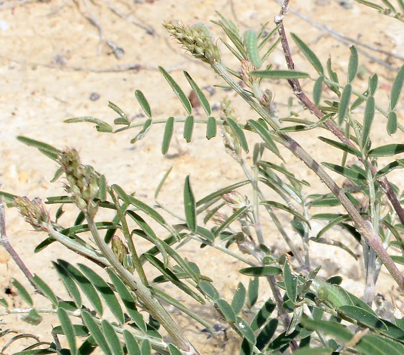 Astragalus 4279a.jpg