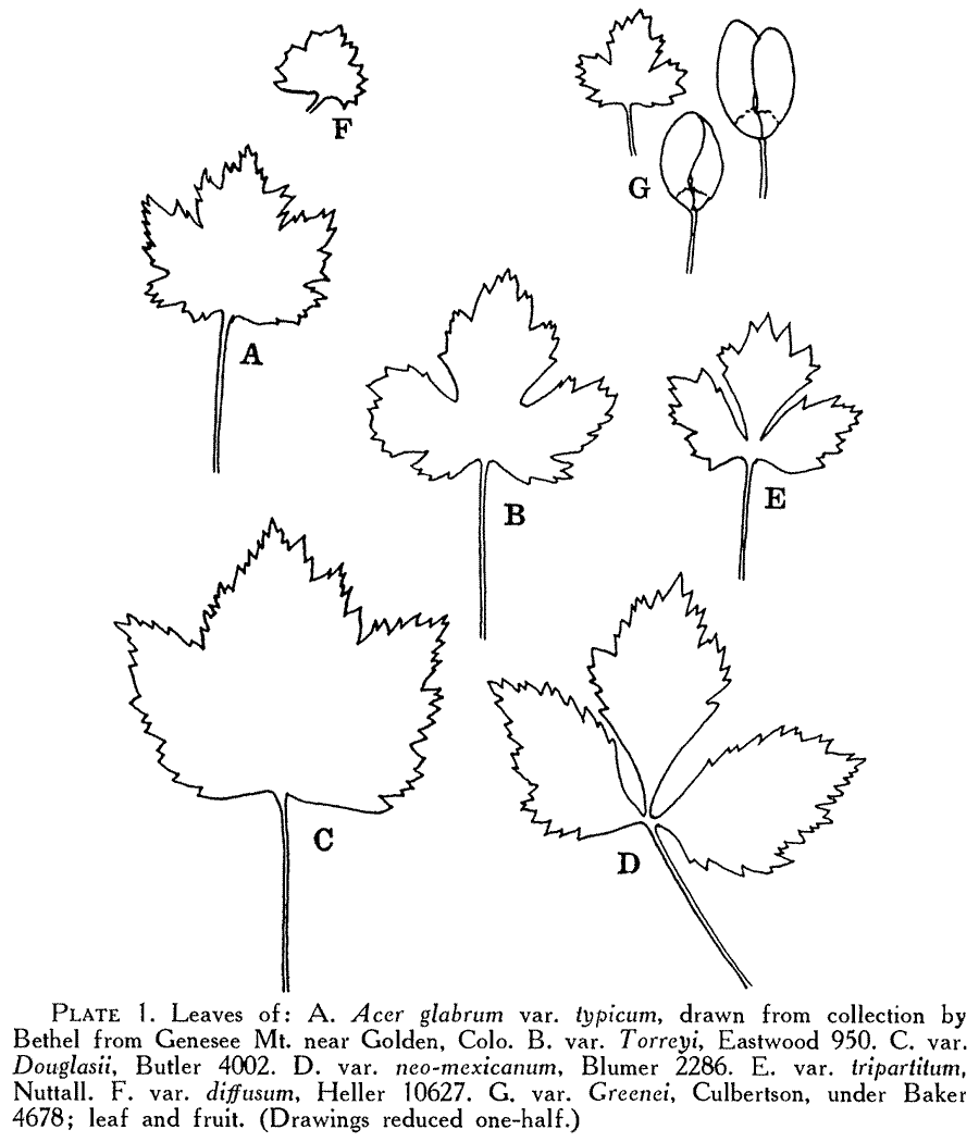 Acer_glabrum_greenei_2a.png