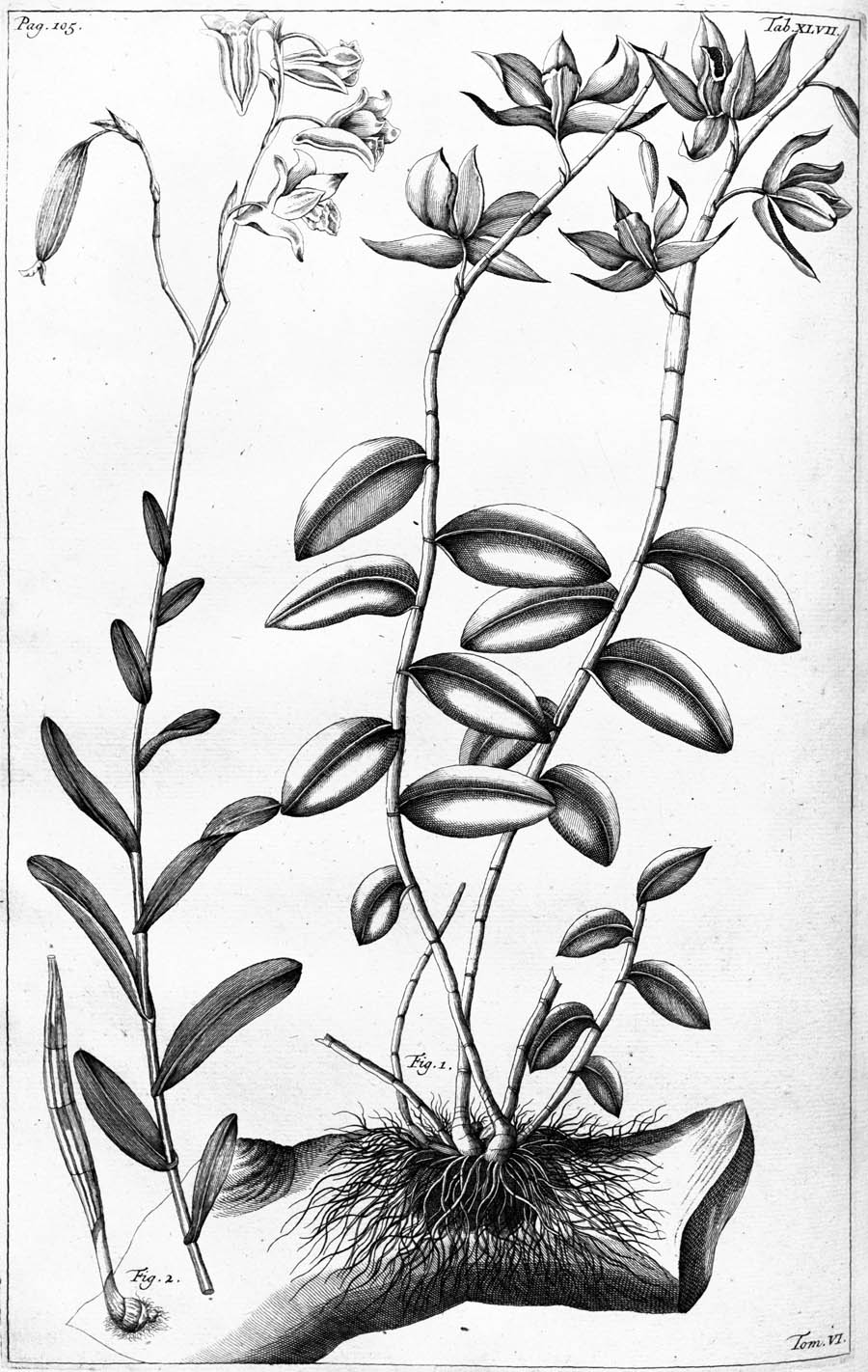 Epidendrum_caninum_2a.jpg