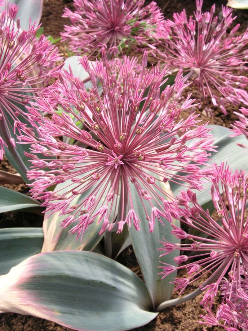 Allium nevskianum-1.jpg