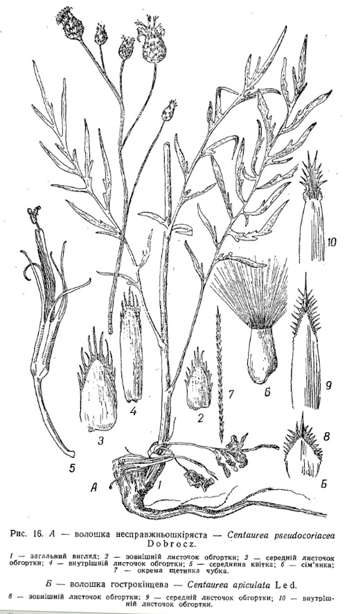 pseudocoriacea-apiculata УРСР.jpg