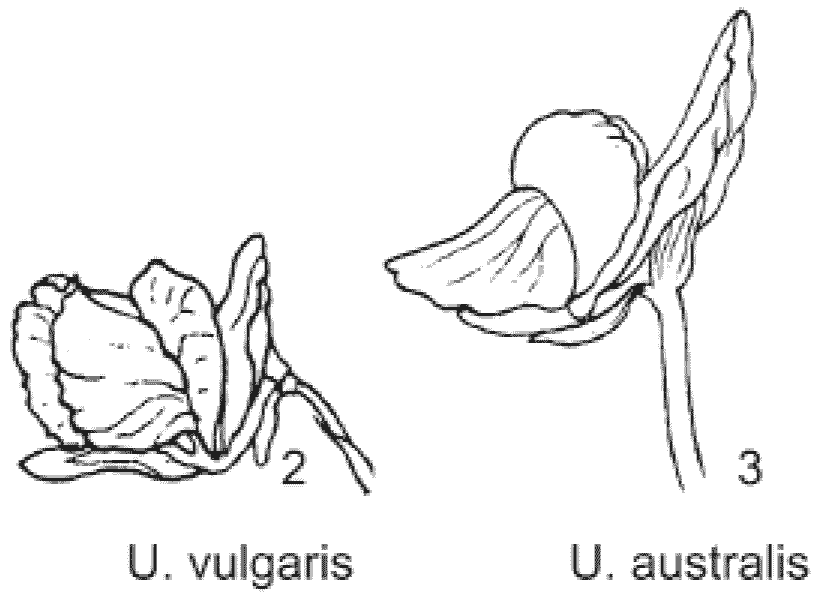 Utricularia.png