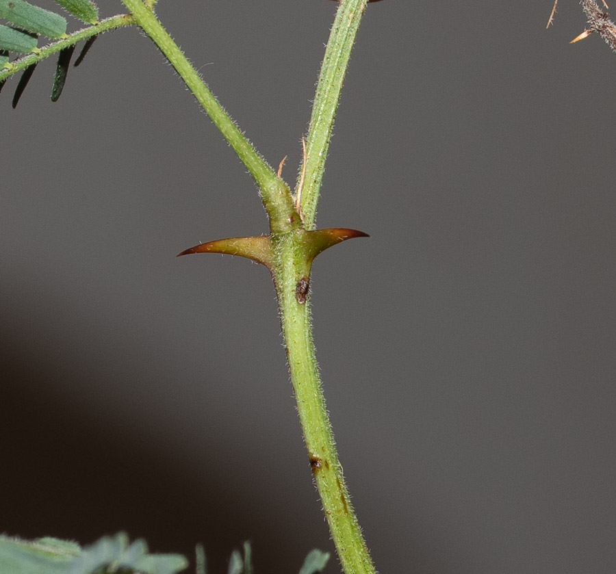 Fabaceae 2 (3).jpg