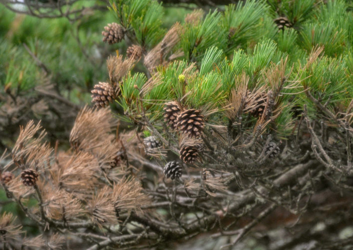 P_Pinus densiflora 18 (Приморье, п-ов Гамова, бухта Теплая, о-в Орлинка).JPG