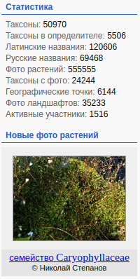 https://forum.plantarium.ru/misc.php?action=pun_attachment&amp;item=31656&amp;download=0