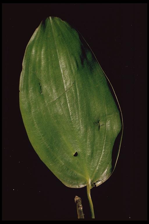 P.epihydrus ssp.nuttallii.1.jpg