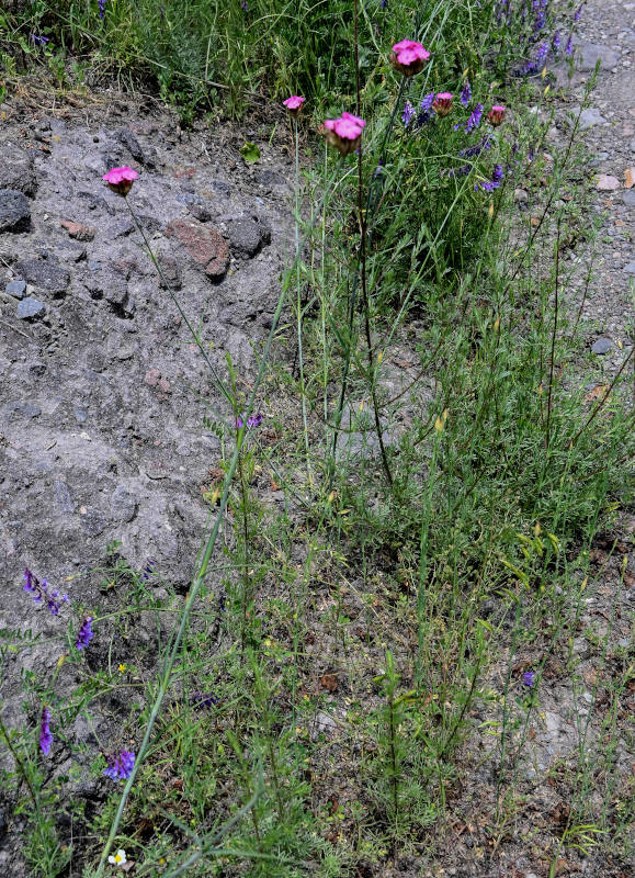 P_Dianthus calocephalus 2 (Грузия, Вардзиа).JPG