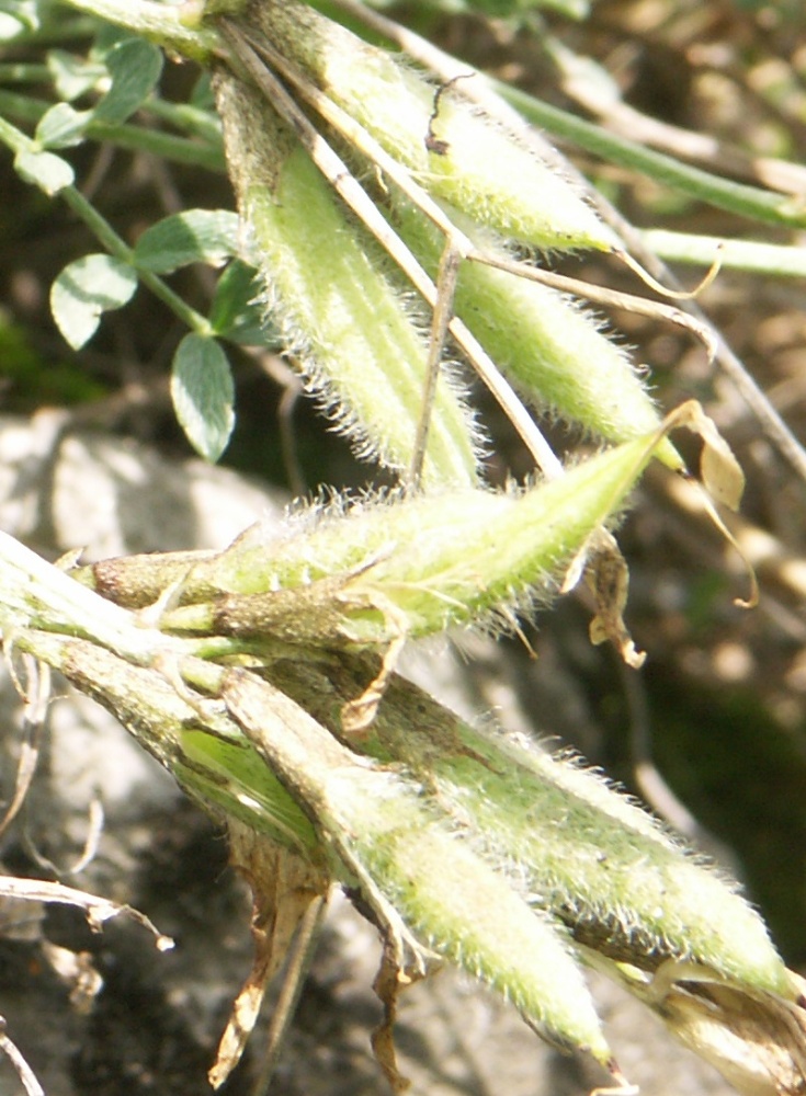 Astragalus-permiensis2.JPG