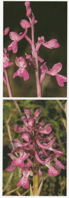 Orchis morio spp. picta & caucasica.jpg