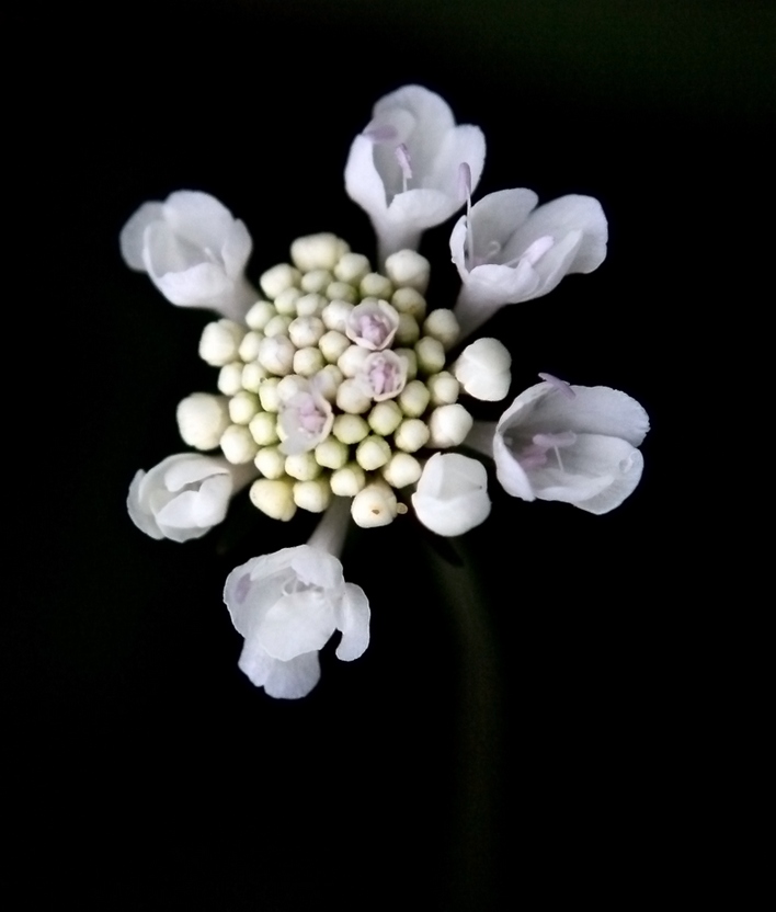 Cephalaria.jpg
