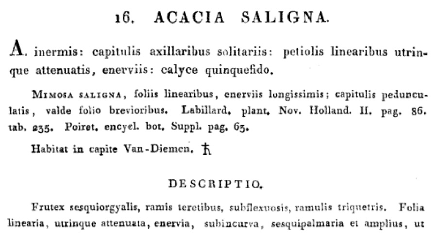Acacia_saligna_1a.jpg