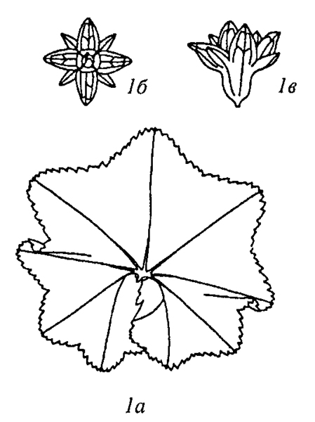 A heptagona.jpg